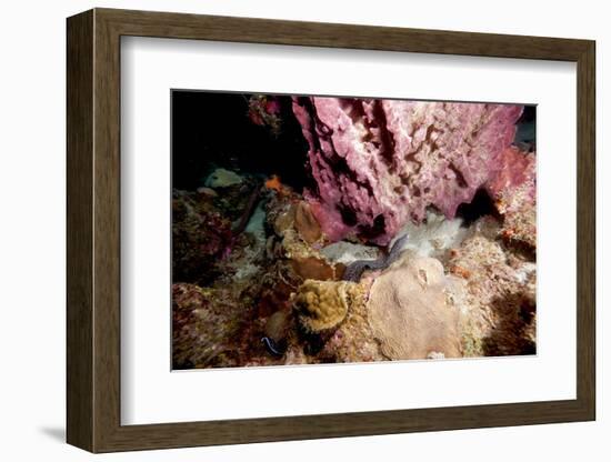Spotted Moray Eel (Gymnothorax Moringa) Swimming, Dominica, West Indies, Caribbean, Central America-Lisa Collins-Framed Photographic Print