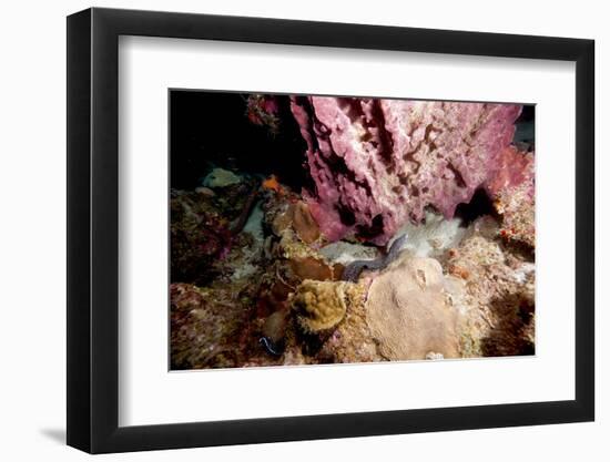 Spotted Moray Eel (Gymnothorax Moringa) Swimming, Dominica, West Indies, Caribbean, Central America-Lisa Collins-Framed Photographic Print