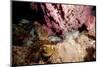 Spotted Moray Eel (Gymnothorax Moringa) Swimming, Dominica, West Indies, Caribbean, Central America-Lisa Collins-Mounted Photographic Print