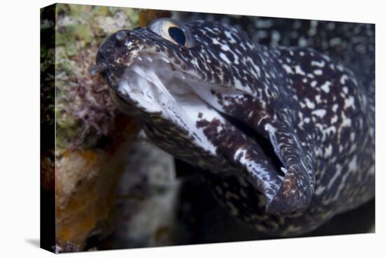 Spotted Moray Eel (Gymnothorax Moringa)-Stephen Frink-Stretched Canvas