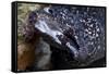 Spotted Moray Eel (Gymnothorax Moringa)-Stephen Frink-Framed Stretched Canvas