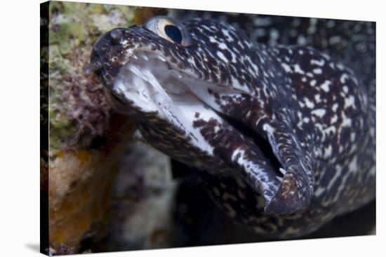 Spotted Moray Eel (Gymnothorax Moringa)-Stephen Frink-Stretched Canvas