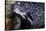 Spotted Moray Eel (Gymnothorax Moringa)-Stephen Frink-Stretched Canvas