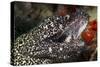 Spotted Moray Eel (Gymnothorax Moringa)-Stephen Frink-Stretched Canvas