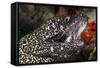 Spotted Moray Eel (Gymnothorax Moringa)-Stephen Frink-Framed Stretched Canvas