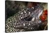 Spotted Moray Eel (Gymnothorax Moringa)-Stephen Frink-Stretched Canvas