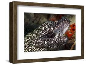 Spotted Moray Eel (Gymnothorax Moringa)-Stephen Frink-Framed Premium Photographic Print