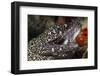 Spotted Moray Eel (Gymnothorax Moringa)-Stephen Frink-Framed Premium Photographic Print