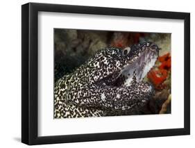 Spotted Moray Eel (Gymnothorax Moringa)-Stephen Frink-Framed Premium Photographic Print