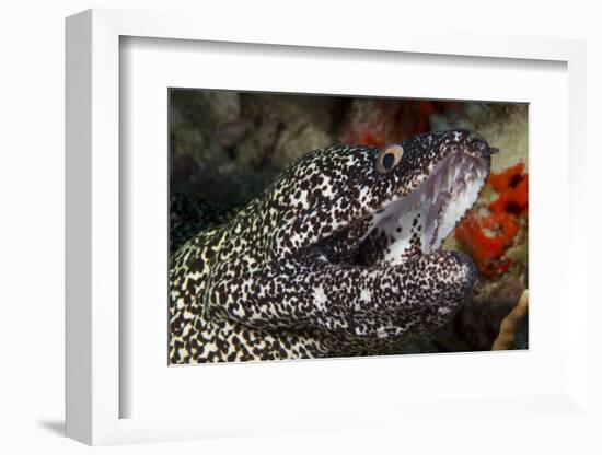Spotted Moray Eel (Gymnothorax Moringa)-Stephen Frink-Framed Premium Photographic Print