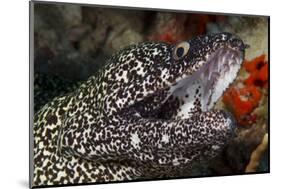 Spotted Moray Eel (Gymnothorax Moringa)-Stephen Frink-Mounted Premium Photographic Print