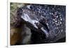 Spotted Moray Eel (Gymnothorax Moringa)-Stephen Frink-Framed Photographic Print