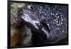 Spotted Moray Eel (Gymnothorax Moringa)-Stephen Frink-Framed Photographic Print