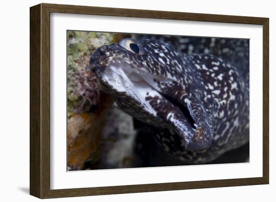 Spotted Moray Eel (Gymnothorax Moringa)-Stephen Frink-Framed Photographic Print