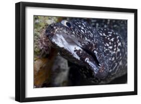 Spotted Moray Eel (Gymnothorax Moringa)-Stephen Frink-Framed Photographic Print