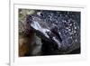 Spotted Moray Eel (Gymnothorax Moringa)-Stephen Frink-Framed Photographic Print