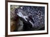 Spotted Moray Eel (Gymnothorax Moringa)-Stephen Frink-Framed Photographic Print