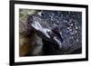 Spotted Moray Eel (Gymnothorax Moringa)-Stephen Frink-Framed Photographic Print