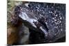 Spotted Moray Eel (Gymnothorax Moringa)-Stephen Frink-Mounted Photographic Print