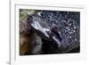Spotted Moray Eel (Gymnothorax Moringa)-Stephen Frink-Framed Photographic Print