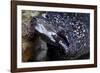 Spotted Moray Eel (Gymnothorax Moringa)-Stephen Frink-Framed Photographic Print