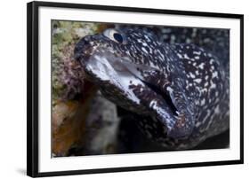 Spotted Moray Eel (Gymnothorax Moringa)-Stephen Frink-Framed Photographic Print