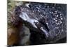 Spotted Moray Eel (Gymnothorax Moringa)-Stephen Frink-Mounted Photographic Print