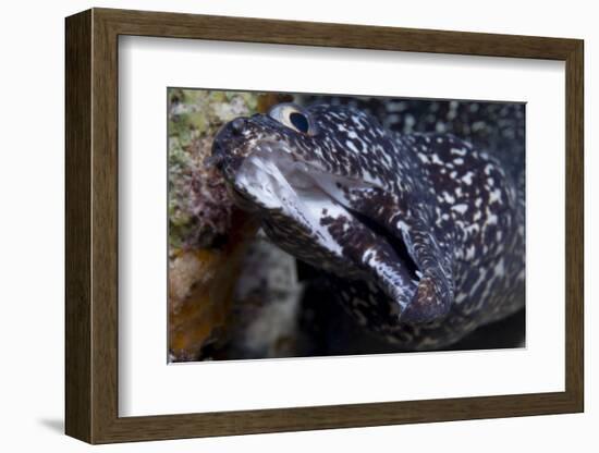 Spotted Moray Eel (Gymnothorax Moringa)-Stephen Frink-Framed Photographic Print