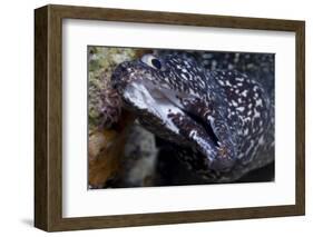 Spotted Moray Eel (Gymnothorax Moringa)-Stephen Frink-Framed Photographic Print