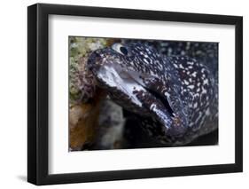 Spotted Moray Eel (Gymnothorax Moringa)-Stephen Frink-Framed Photographic Print