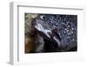 Spotted Moray Eel (Gymnothorax Moringa)-Stephen Frink-Framed Photographic Print