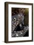 Spotted Moray Eel (Gymnothorax Moringa)-Stephen Frink-Framed Photographic Print