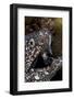 Spotted Moray Eel (Gymnothorax Moringa)-Stephen Frink-Framed Photographic Print