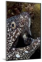 Spotted Moray Eel (Gymnothorax Moringa)-Stephen Frink-Mounted Photographic Print