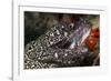 Spotted Moray Eel (Gymnothorax Moringa)-Stephen Frink-Framed Photographic Print