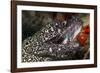 Spotted Moray Eel (Gymnothorax Moringa)-Stephen Frink-Framed Photographic Print