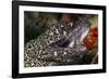 Spotted Moray Eel (Gymnothorax Moringa)-Stephen Frink-Framed Photographic Print