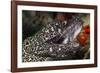 Spotted Moray Eel (Gymnothorax Moringa)-Stephen Frink-Framed Photographic Print