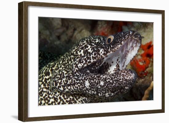 Spotted Moray Eel (Gymnothorax Moringa)-Stephen Frink-Framed Photographic Print