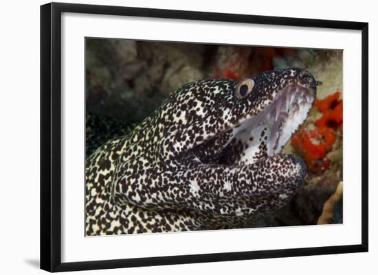 Spotted Moray Eel (Gymnothorax Moringa)-Stephen Frink-Framed Photographic Print