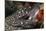 Spotted Moray Eel (Gymnothorax Moringa)-Stephen Frink-Mounted Photographic Print