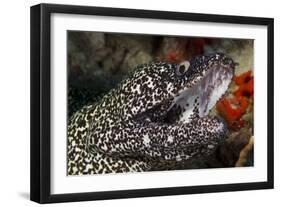 Spotted Moray Eel (Gymnothorax Moringa)-Stephen Frink-Framed Photographic Print