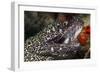 Spotted Moray Eel (Gymnothorax Moringa)-Stephen Frink-Framed Photographic Print