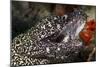 Spotted Moray Eel (Gymnothorax Moringa)-Stephen Frink-Mounted Photographic Print