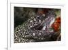 Spotted Moray Eel (Gymnothorax Moringa)-Stephen Frink-Framed Photographic Print