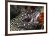 Spotted Moray Eel (Gymnothorax Moringa)-Stephen Frink-Framed Photographic Print