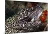 Spotted Moray Eel (Gymnothorax Moringa)-Stephen Frink-Mounted Photographic Print