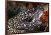 Spotted Moray Eel (Gymnothorax Moringa)-Stephen Frink-Framed Photographic Print