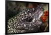 Spotted Moray Eel (Gymnothorax Moringa)-Stephen Frink-Framed Photographic Print