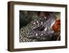 Spotted Moray Eel (Gymnothorax Moringa)-Stephen Frink-Framed Photographic Print